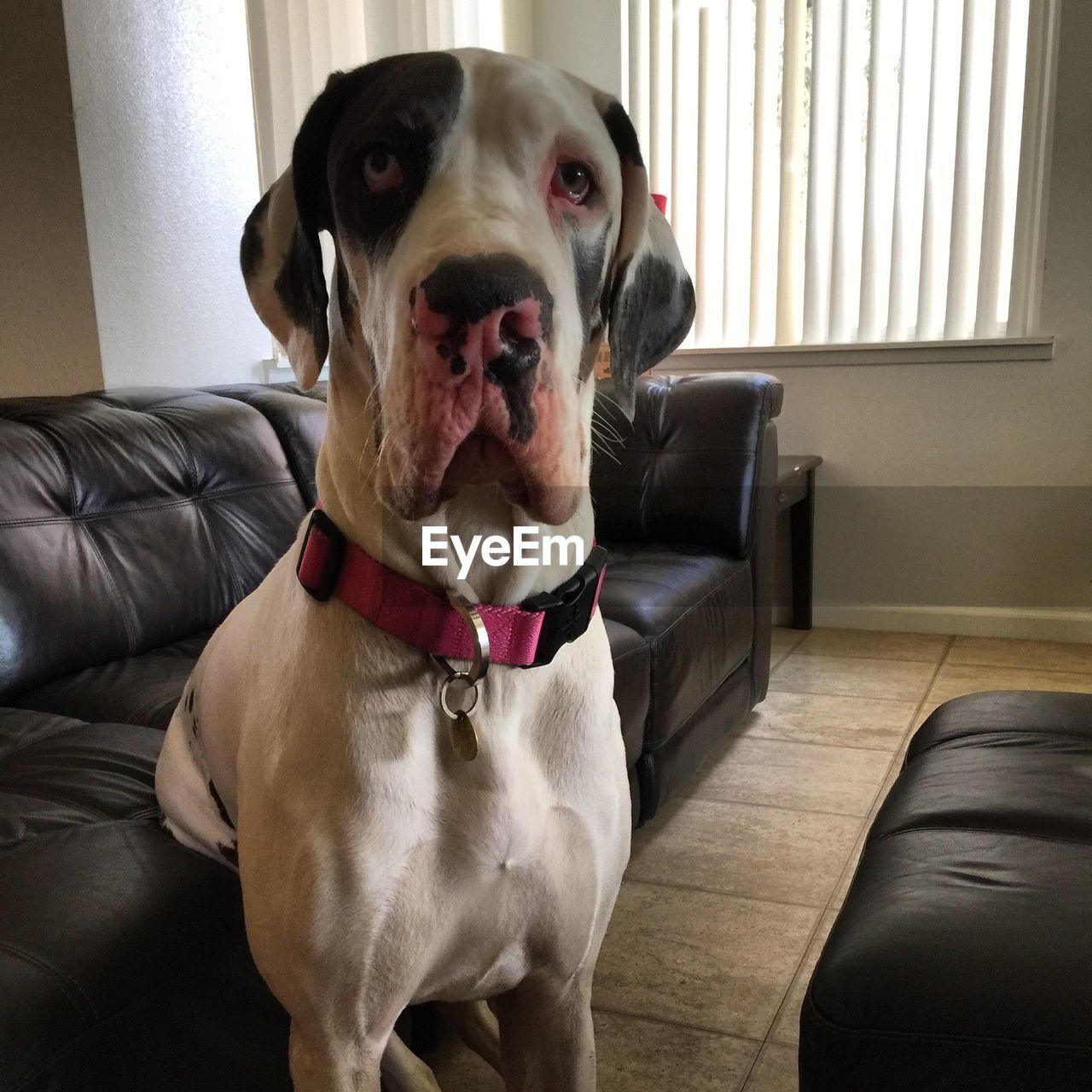 PORTRAIT OF DOG ON SOFA AT HOME