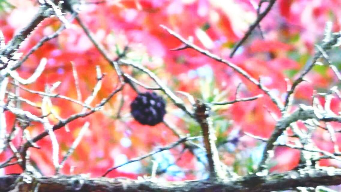 CLOSE-UP OF RED LEAVES ON BRANCH