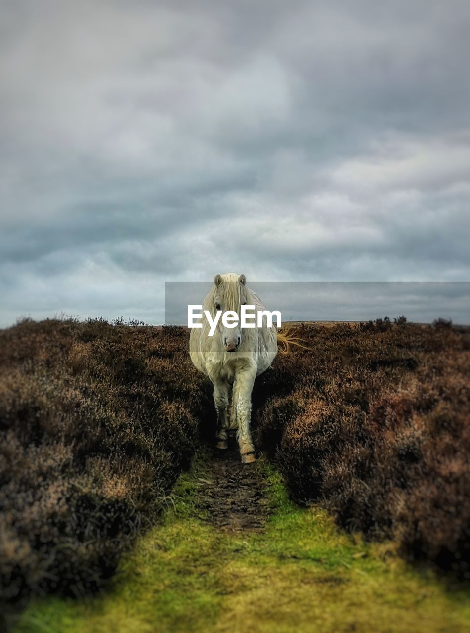 VIEW OF ANIMAL ON FIELD AGAINST SKY