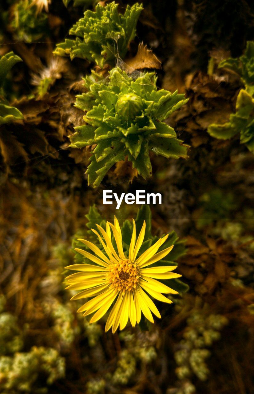 CLOSE-UP OF YELLOW FLOWERS BLOOMING