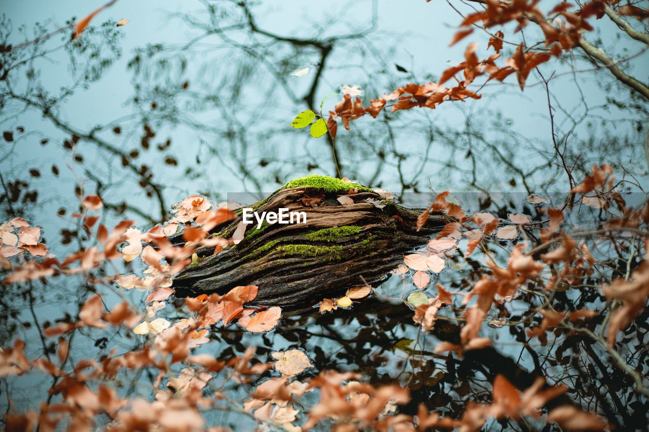 CLOSE-UP OF LEAVES ON BRANCH