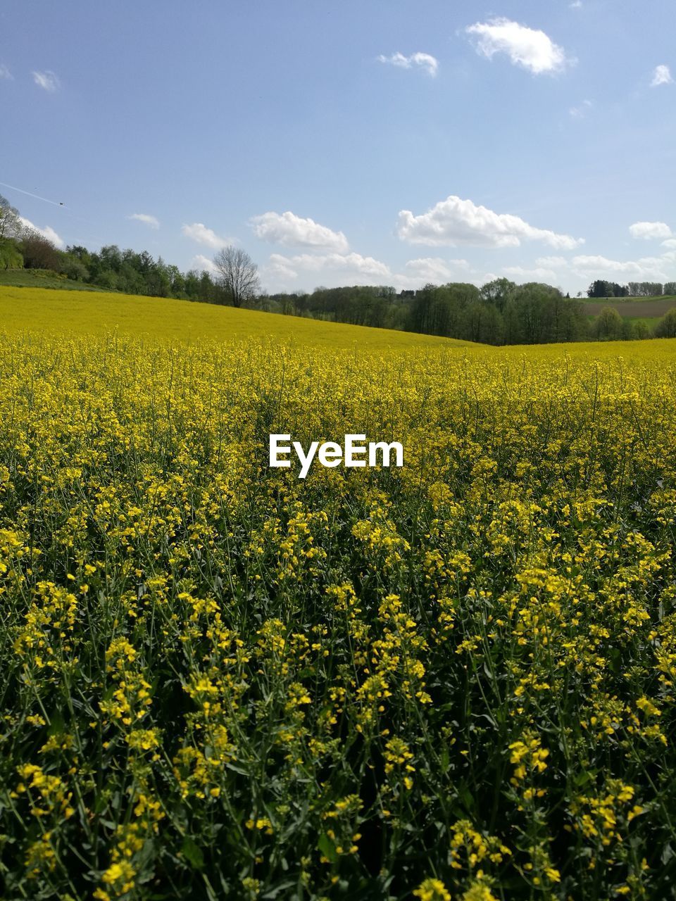 SCENIC VIEW OF FIELD AGAINST YELLOW FLOWERS