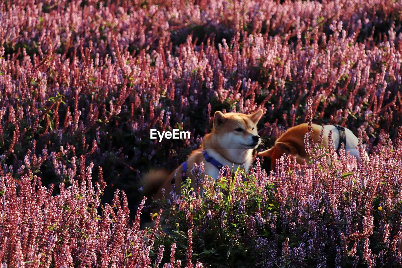 View of a dog on field