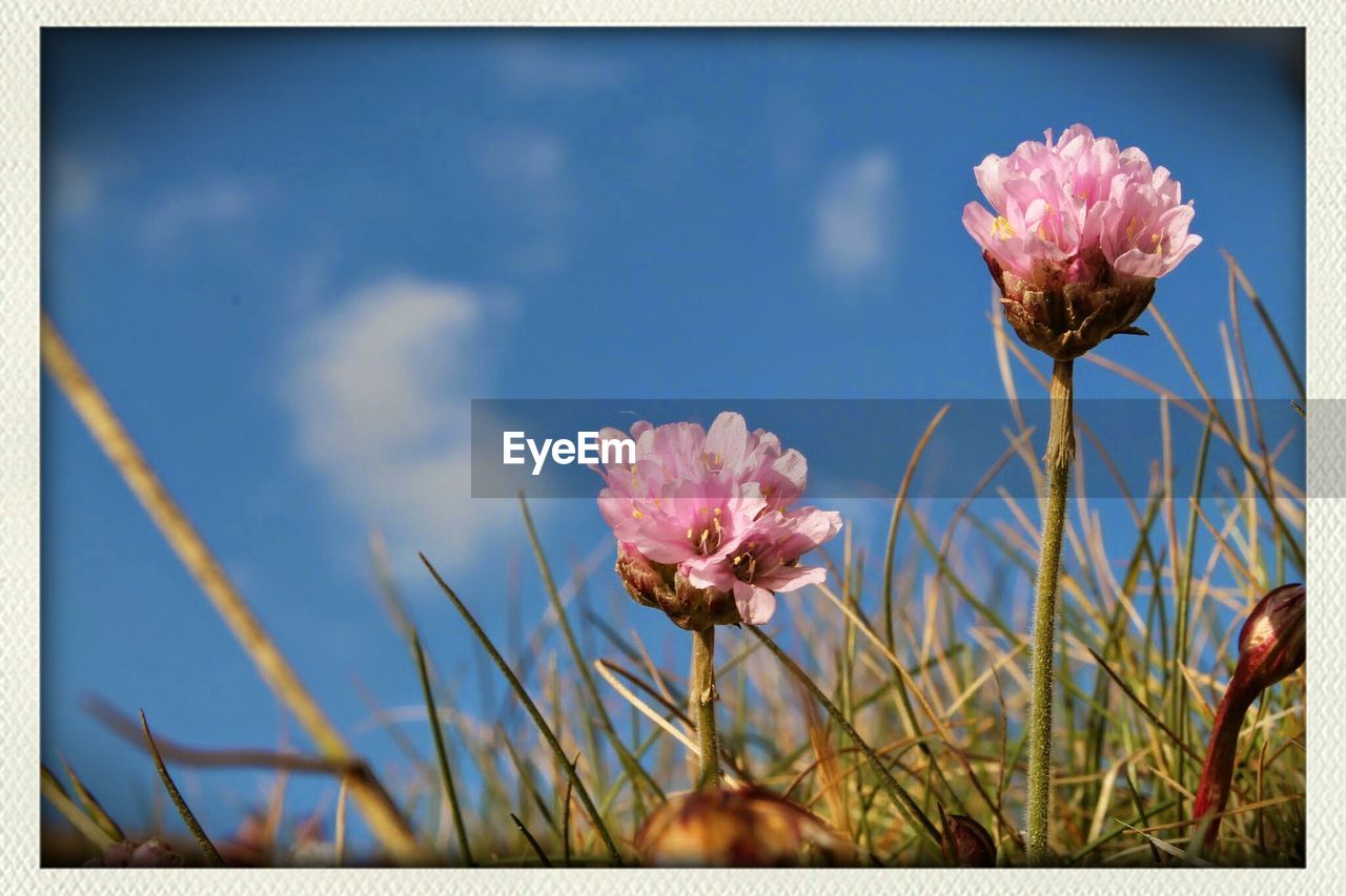 LOW ANGLE VIEW OF PINK FLOWERS BLOOMING AGAINST SKY