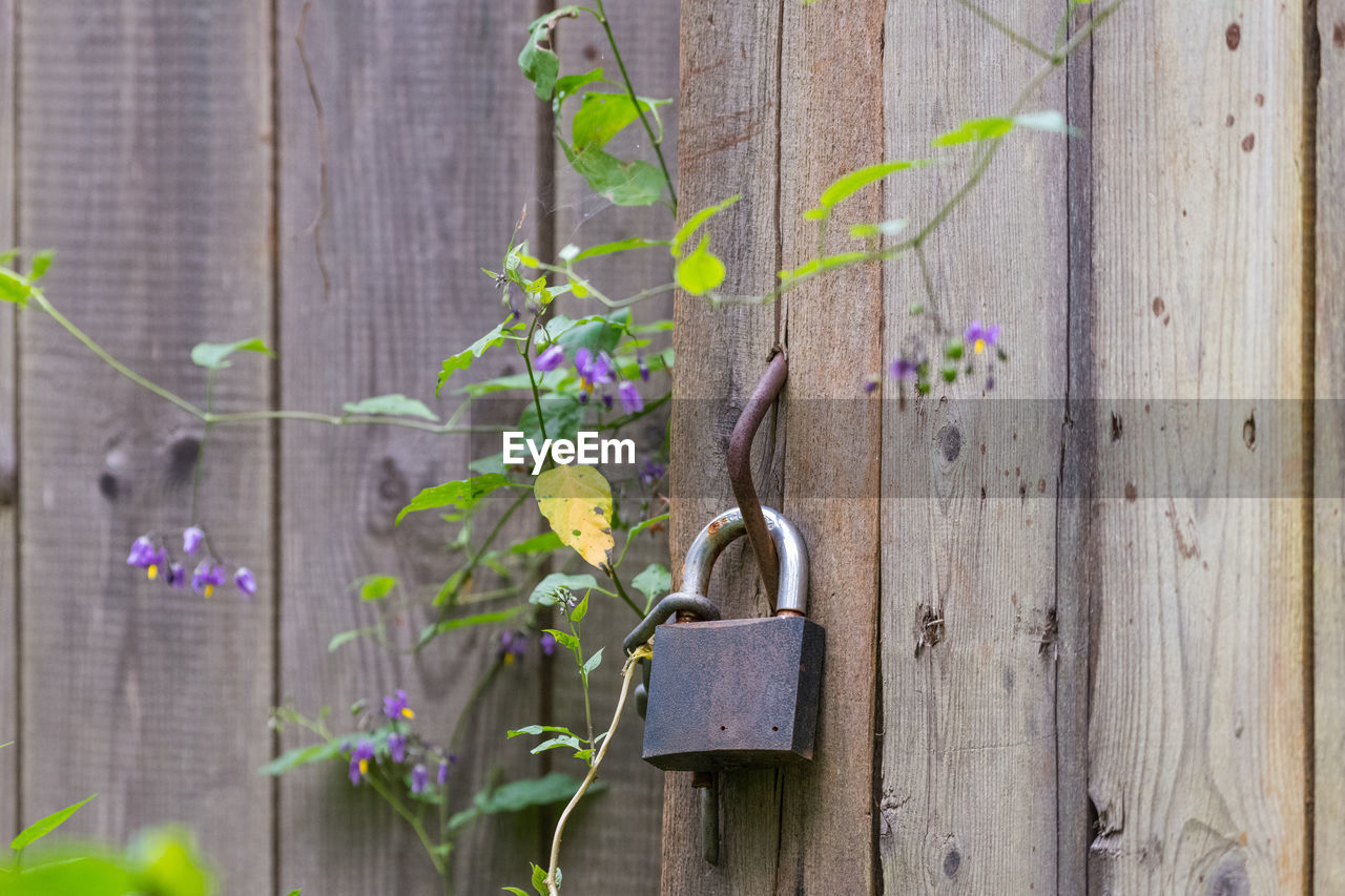 CLOSE-UP OF PURPLE FLOWERING PLANT HANGING ON WOOD