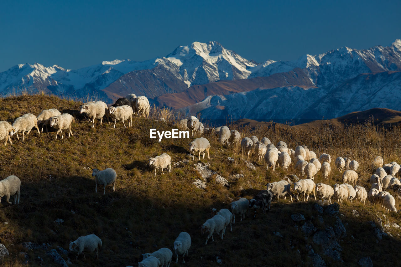 View of sheep on field