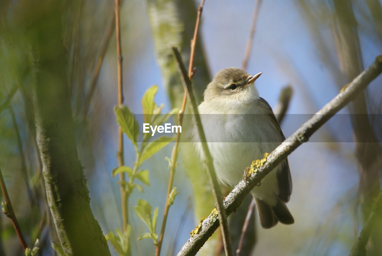 LOW ANGLE VIEW OF BIRD PERCHING ON A BRANCH