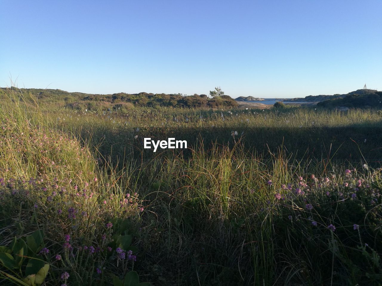 SCENIC VIEW OF GRASSY FIELD AGAINST SKY