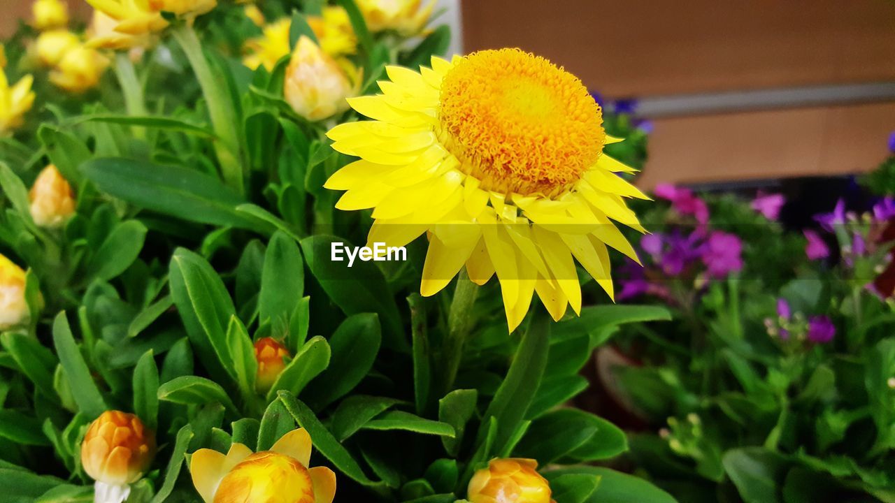 CLOSE-UP OF YELLOW FLOWER