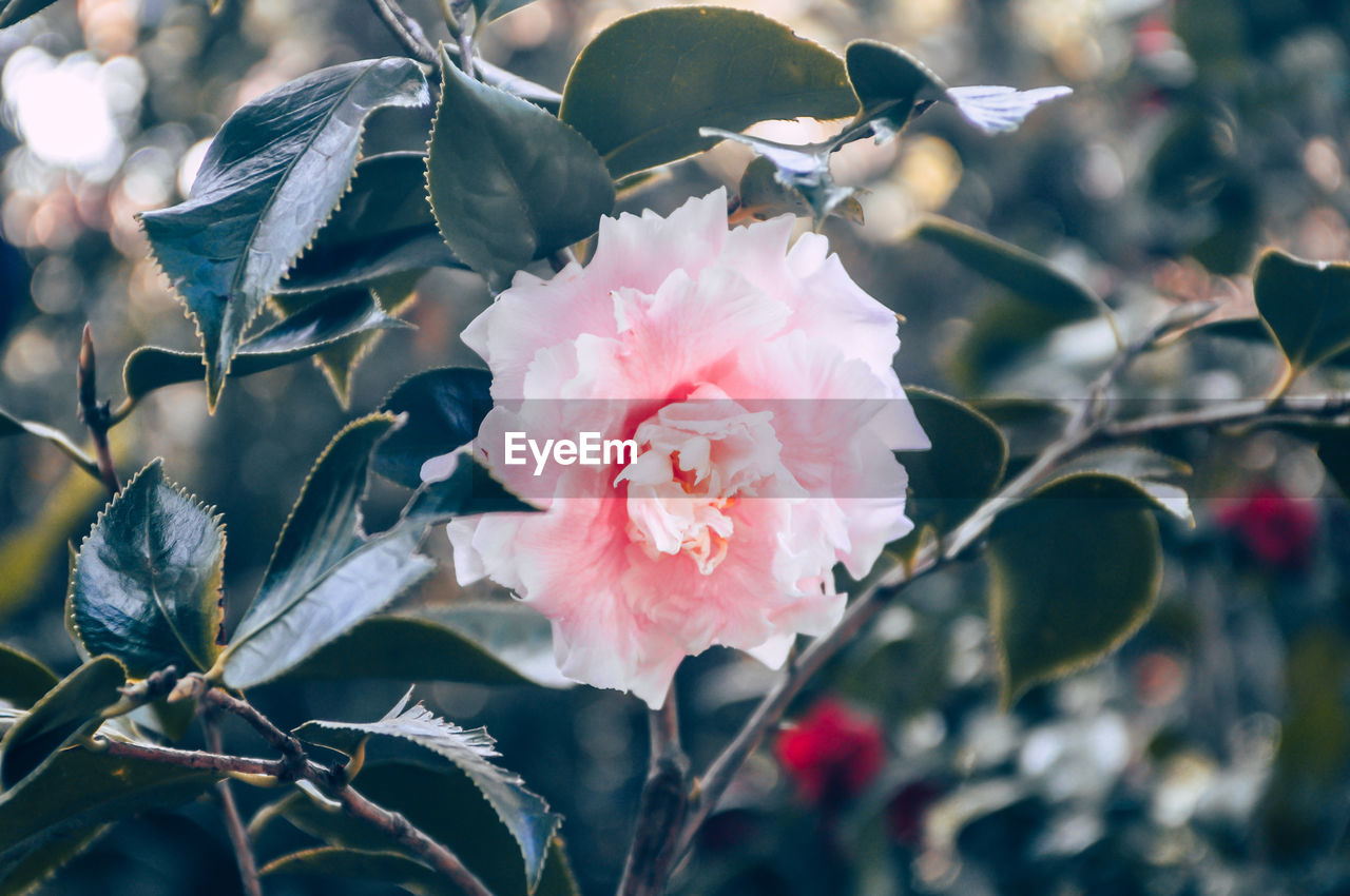 Close-up of pink flower blooming outdoors