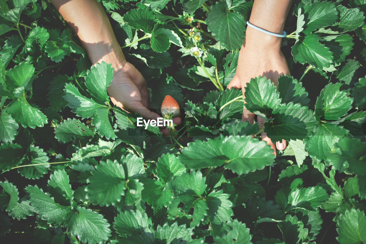 Cropped hands holding strawberry growing on plant