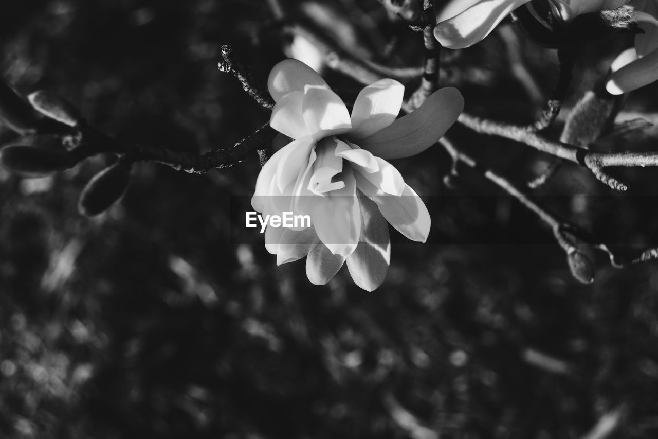 Close-up of magnolia growing on branch