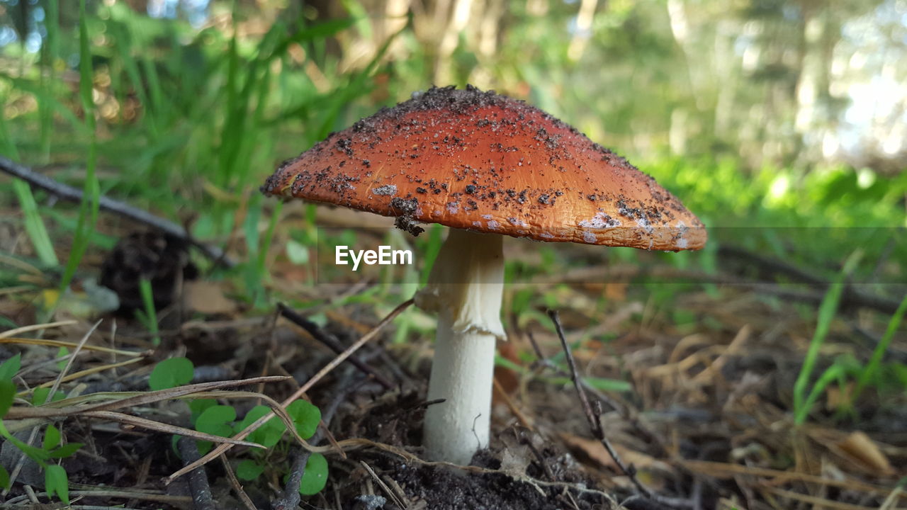 CLOSE-UP OF MUSHROOM GROWING ON LAND