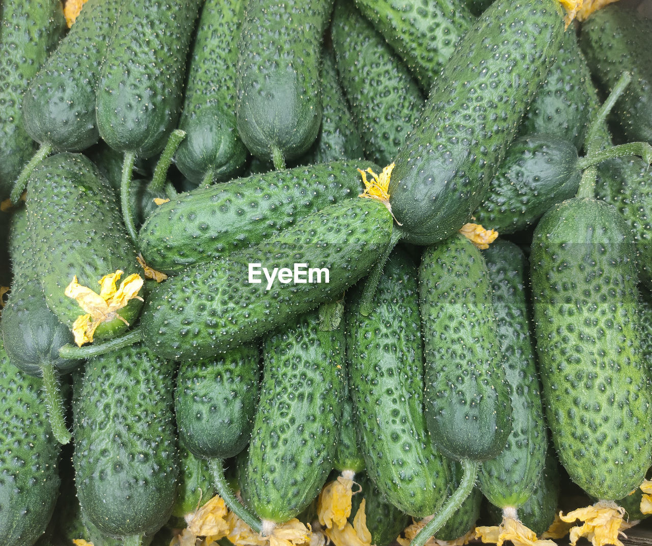Fresh green with pimples cucumbers on the counter of the vegetable market