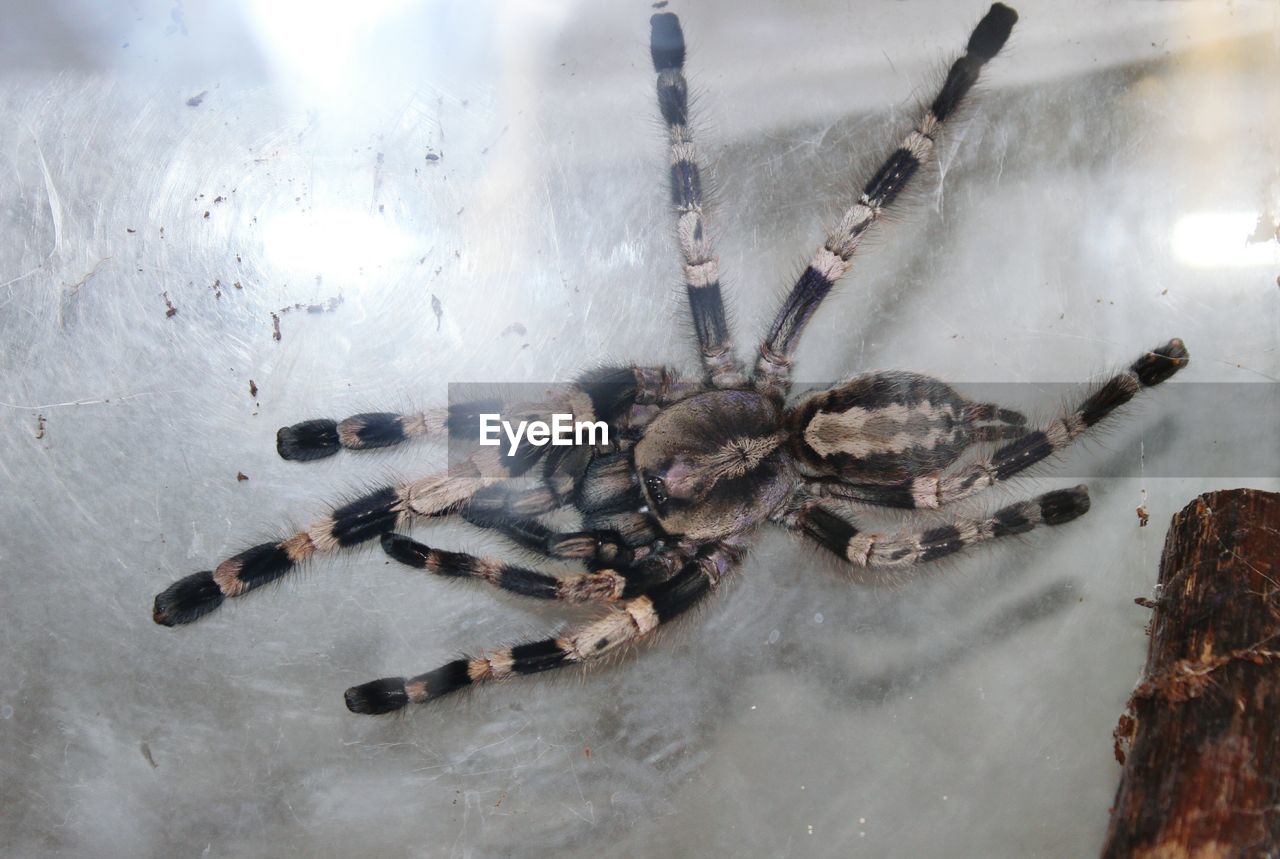 no people, high angle view, animal themes, table, spider, indoors, animals in the wild, day, nature, animal wildlife, close-up, large group of animals