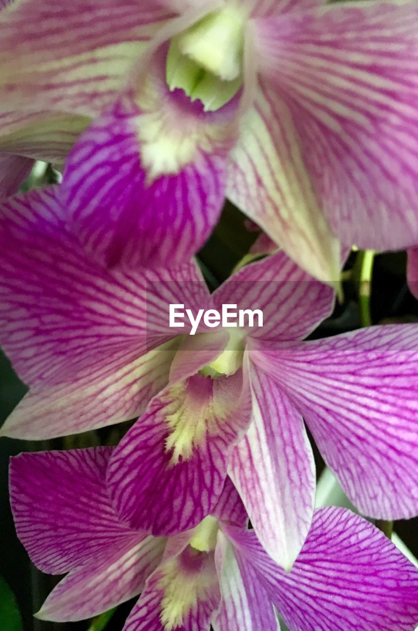 CLOSE-UP OF PINK FLOWERS BLOOMING