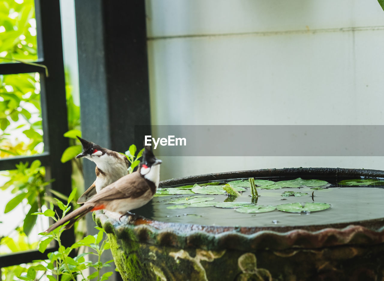 Close-up of two red-whiskered bulbul bird