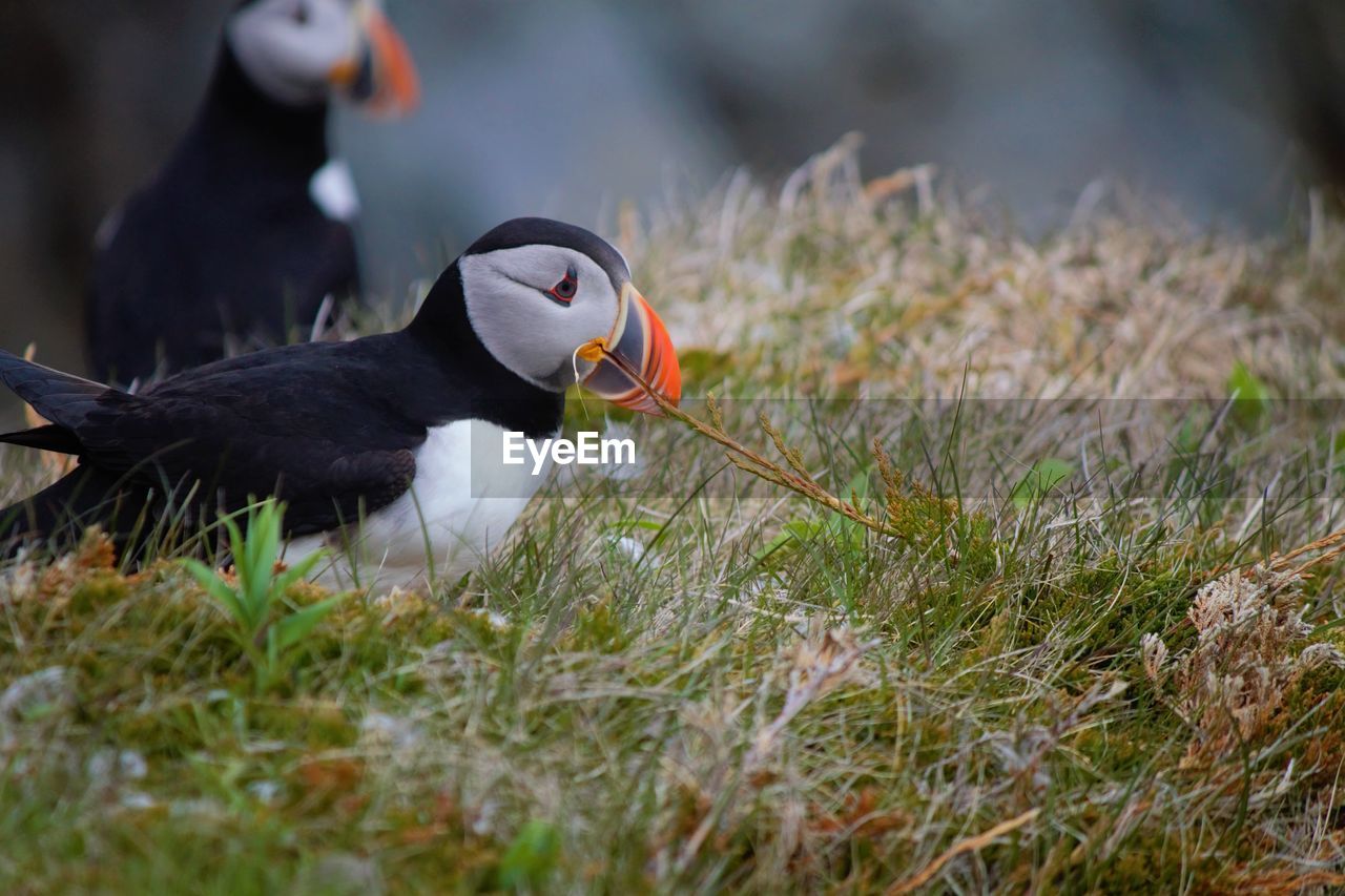 Close-up of puffins