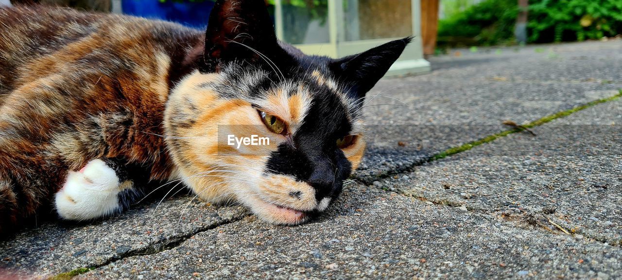 animal, animal themes, mammal, cat, pet, domestic animals, one animal, domestic cat, feline, whiskers, small to medium-sized cats, relaxation, felidae, no people, lying down, day, street, kitten, resting, city, footpath, close-up, focus on foreground