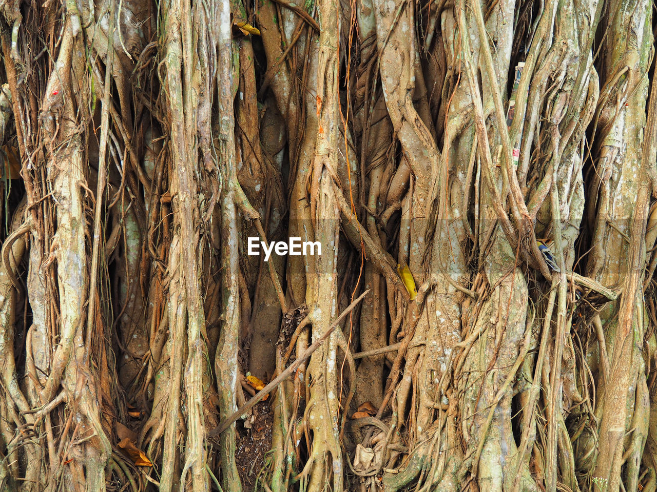 Full frame shot of tree trunk