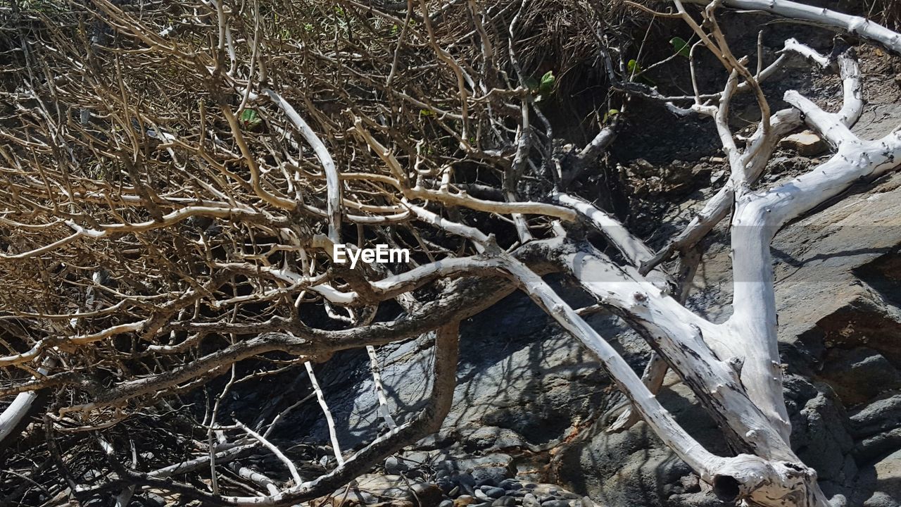 CLOSE-UP VIEW OF TREE BRANCHES