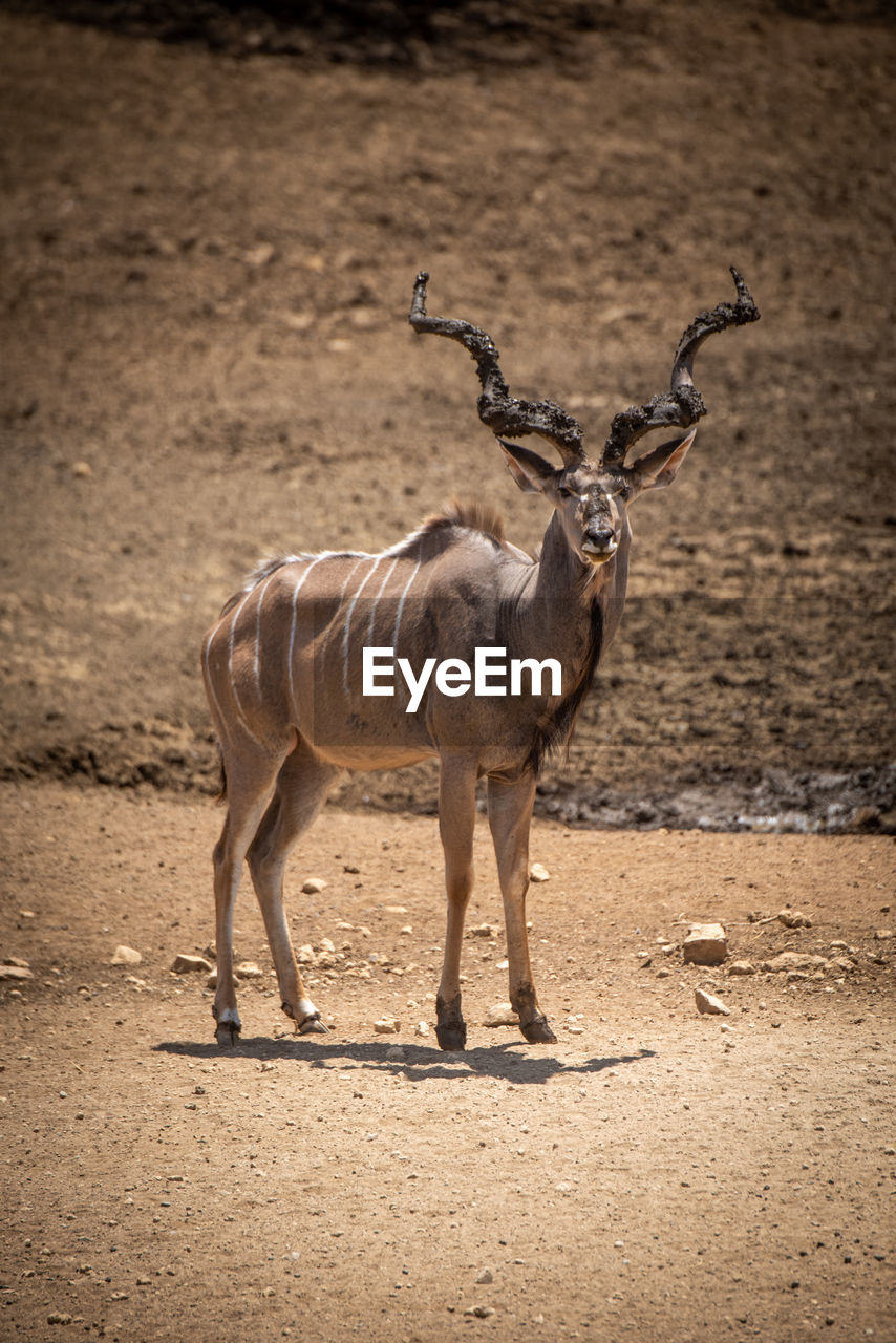 Male greater kudu standing on rocky ground