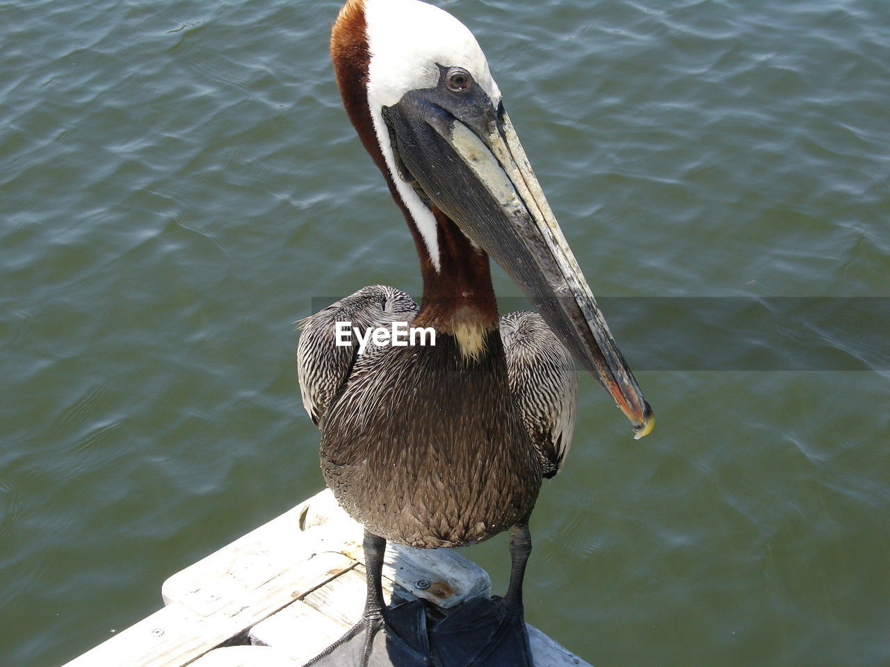 High angle view of pelican perching on pier by lake