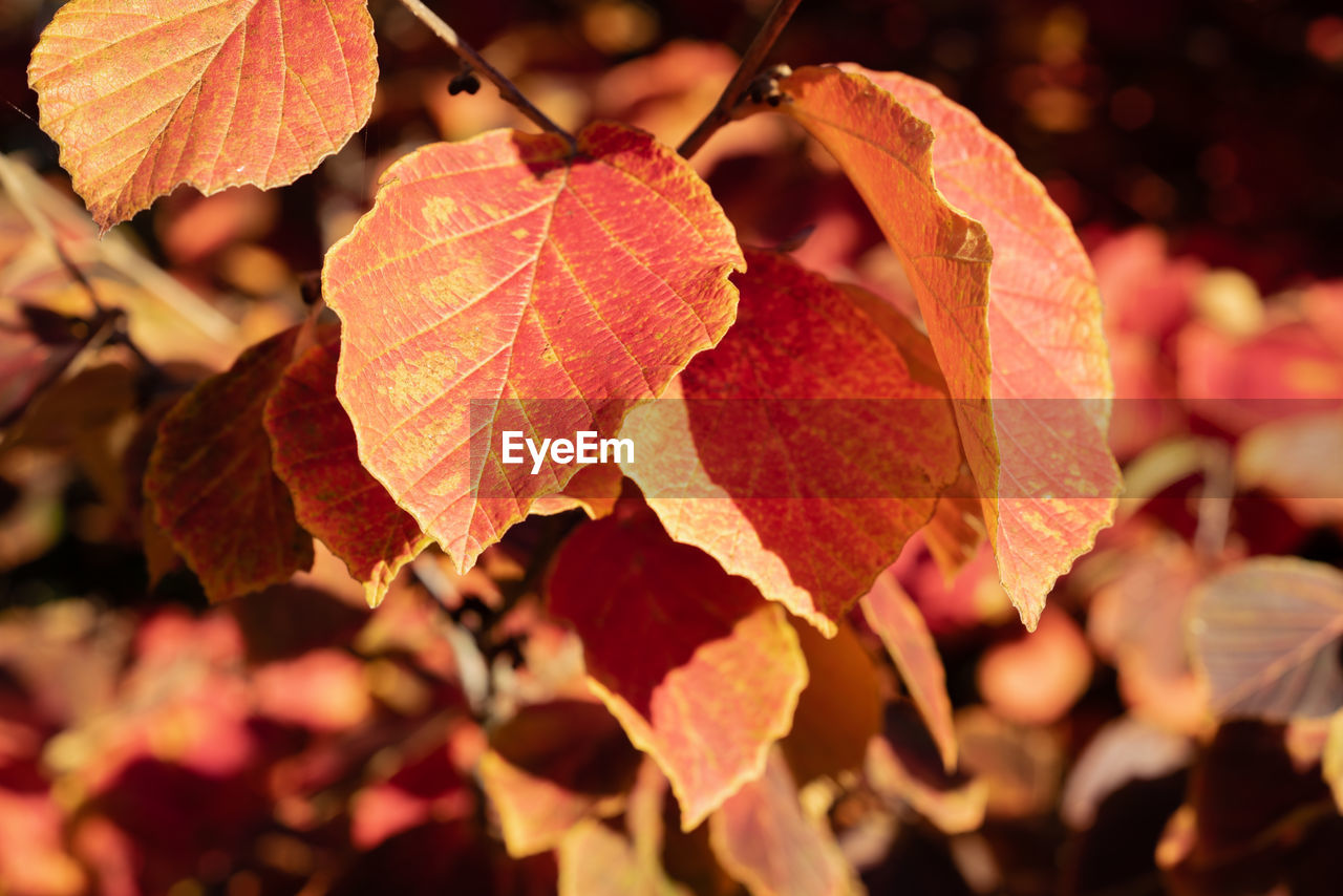 CLOSE-UP OF AUTUMN LEAVES ON PLANT