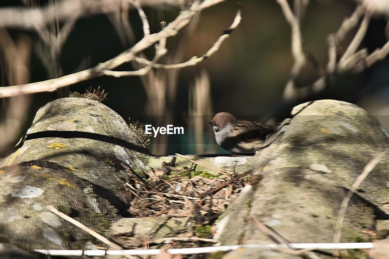 CLOSE-UP OF SPARROW PERCHING ON TREE