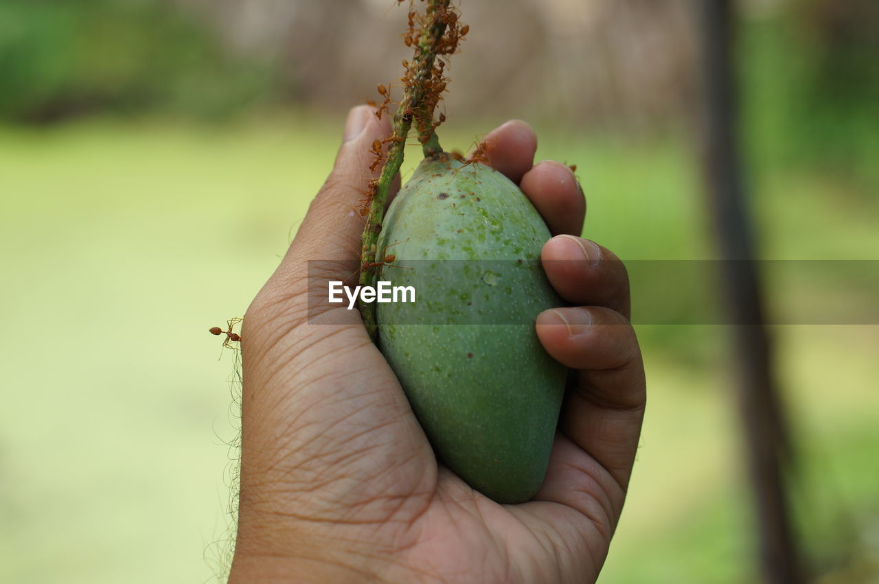 Close-up of hand holding fruit