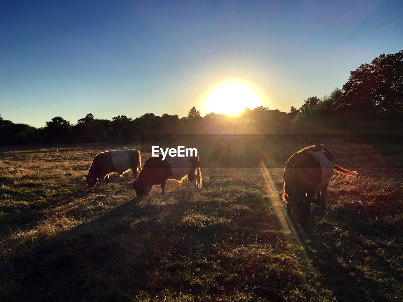 Cows grazing on field against sky during sunset