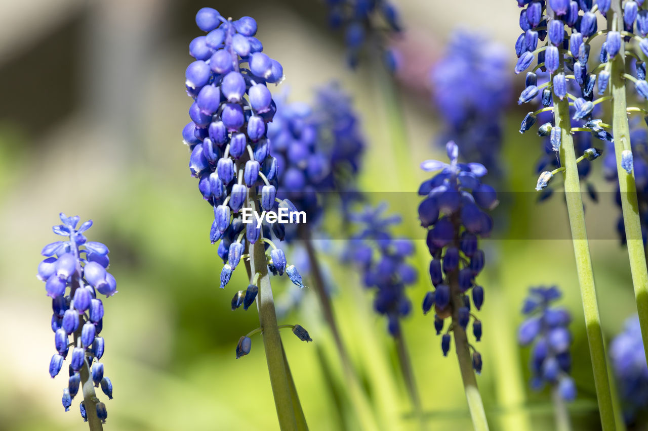 Close-up of purple flowering plants