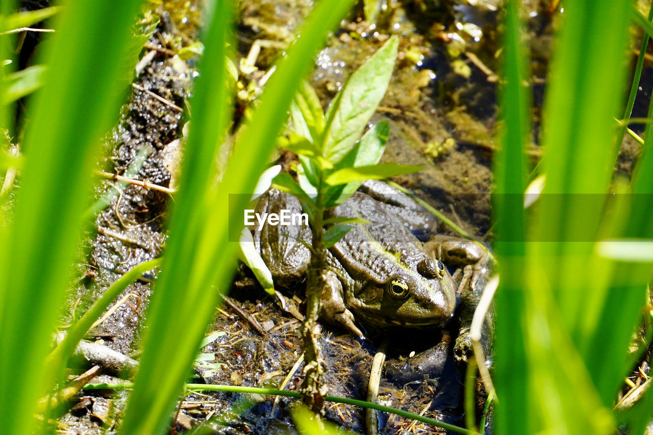 Close-up of frog on field