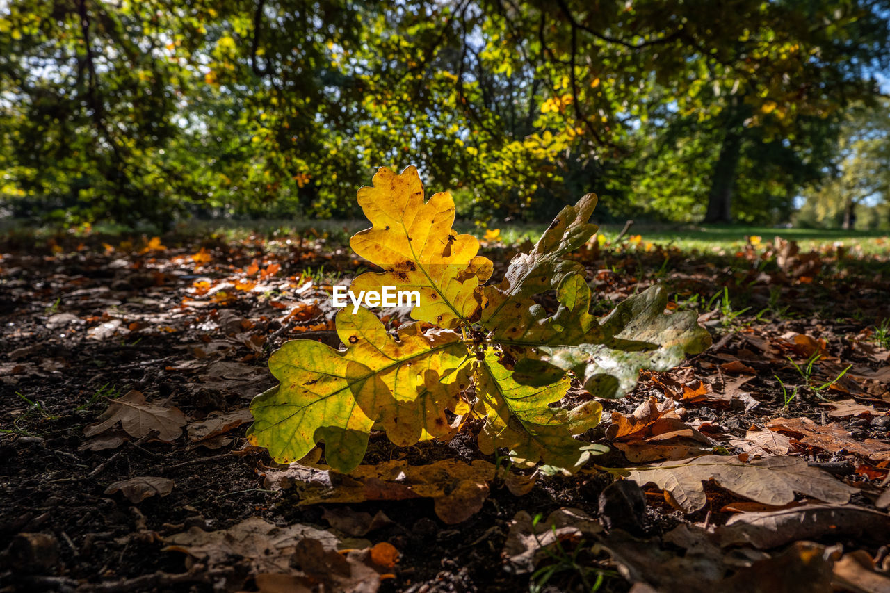 CLOSE-UP OF YELLOW MAPLE LEAVES ON TREE