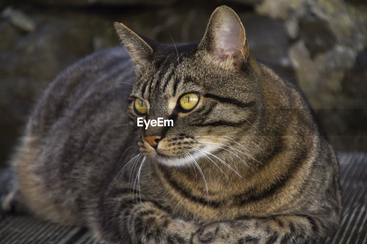 Close-up portrait of a cat