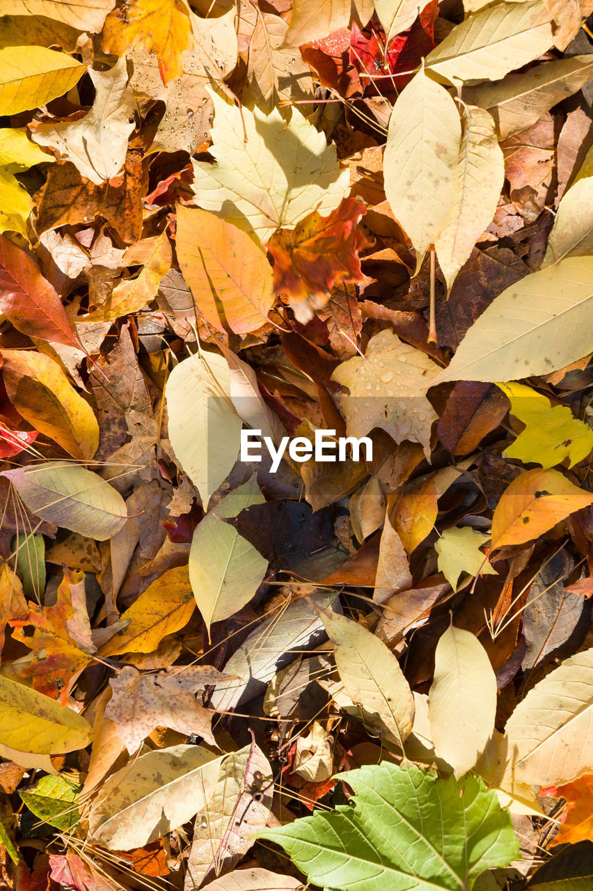 FULL FRAME SHOT OF COLORFUL LEAVES