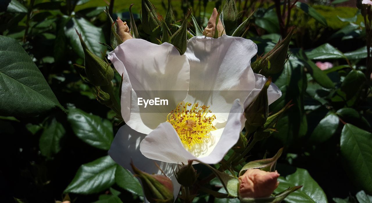 CLOSE-UP OF FLOWER BLOOMING