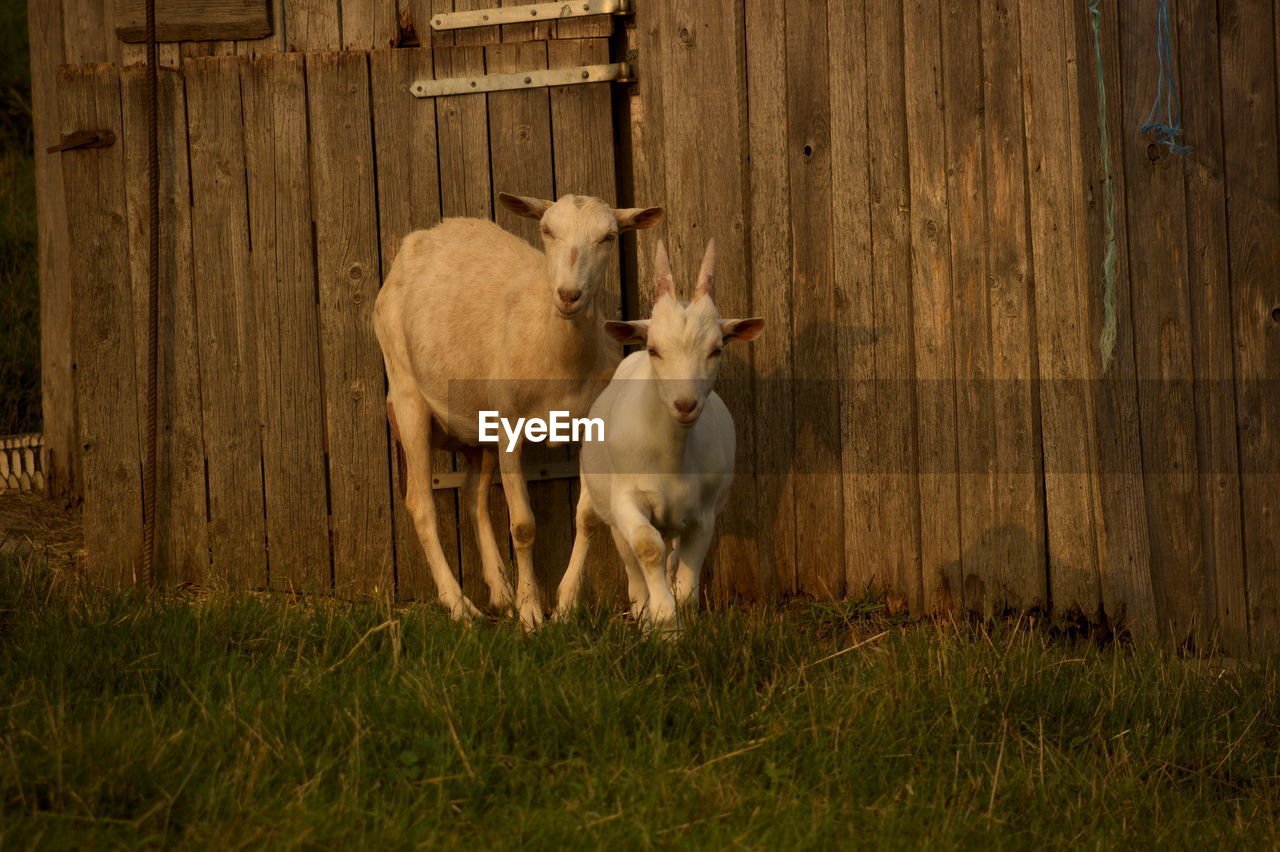 Portrait of goat and kid standing by log cabin at farm