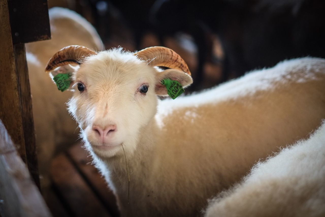 Portrait of goat standing in pen