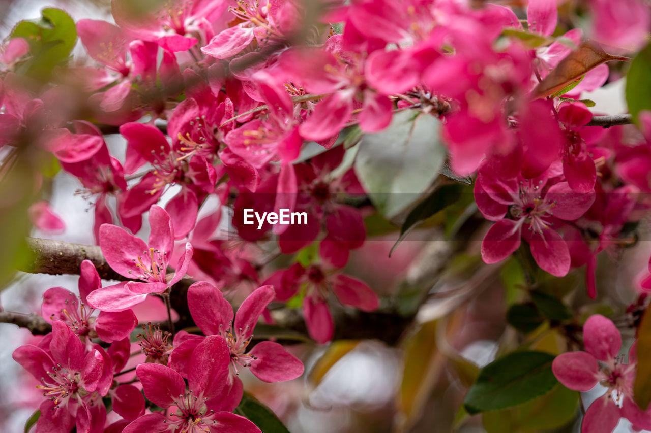 Close-up of pink flowering plants