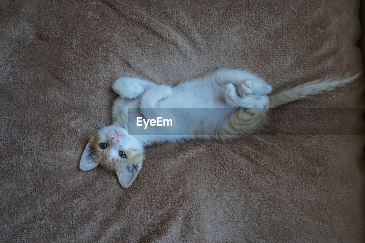 High angle view portrait of kitten lying on blanket