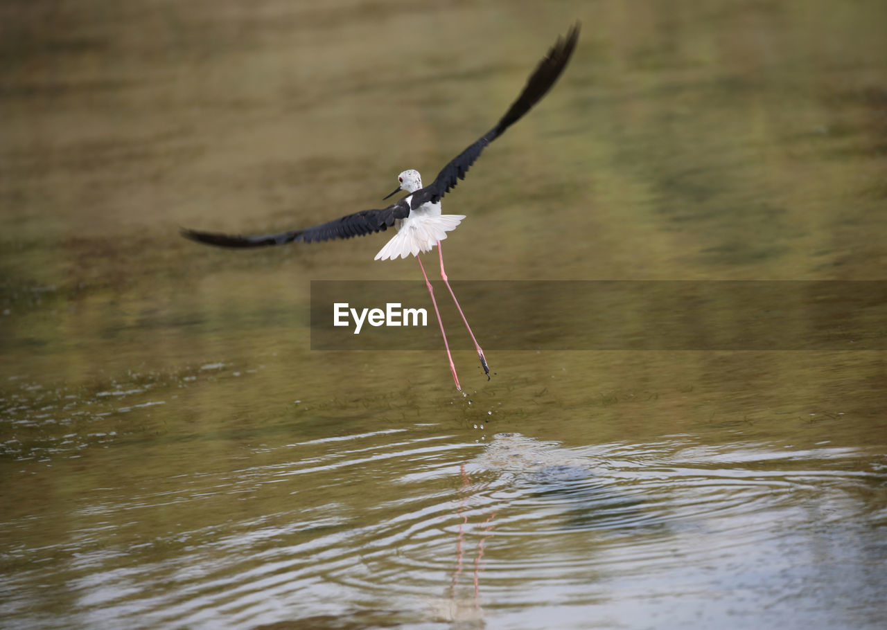 Black-winged stilt bird flying with big wings above the pond