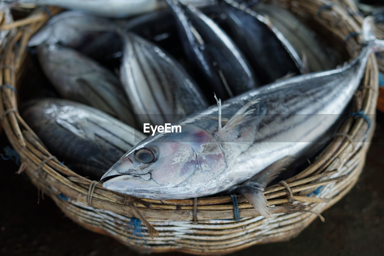 Closeup of pile tuna fish at fishing harbour in indonesia