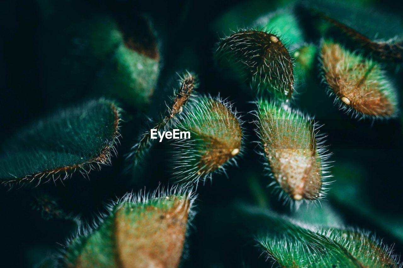 Close-up of cactus plant