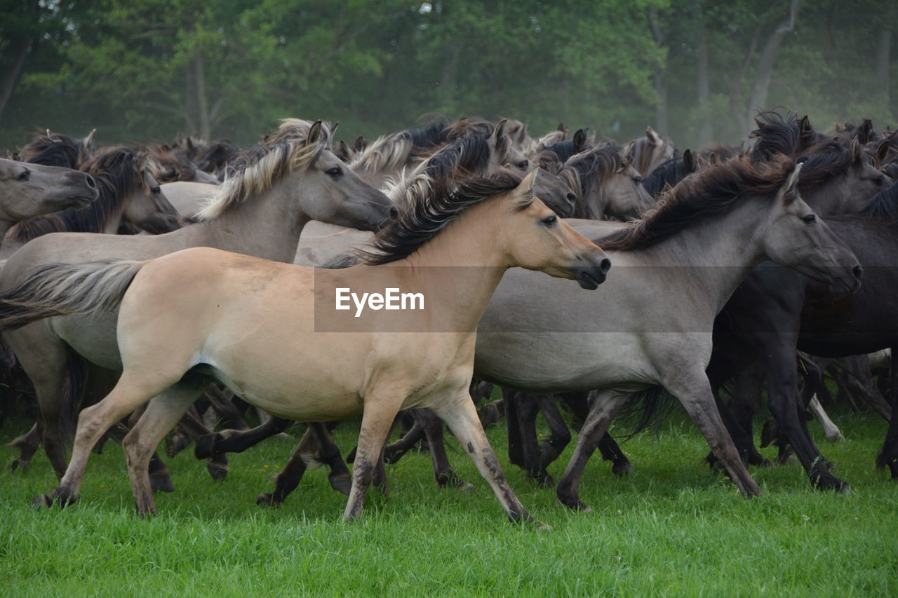 Side view of horses running on grass