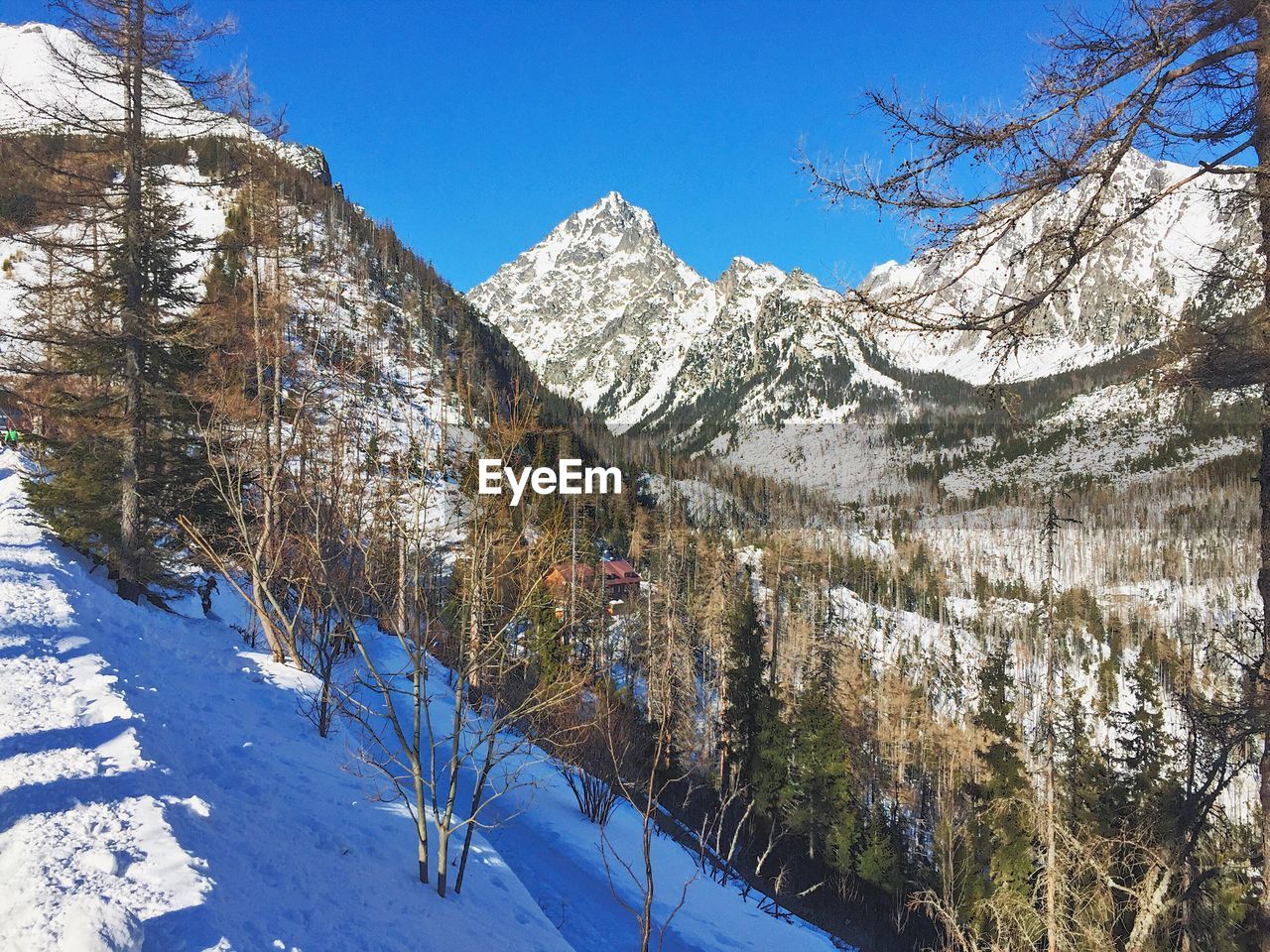 CLOSE-UP OF SNOW COVERED LANDSCAPE