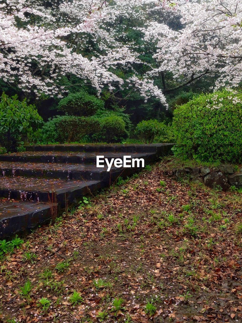 TREES GROWING ON MOUNTAIN