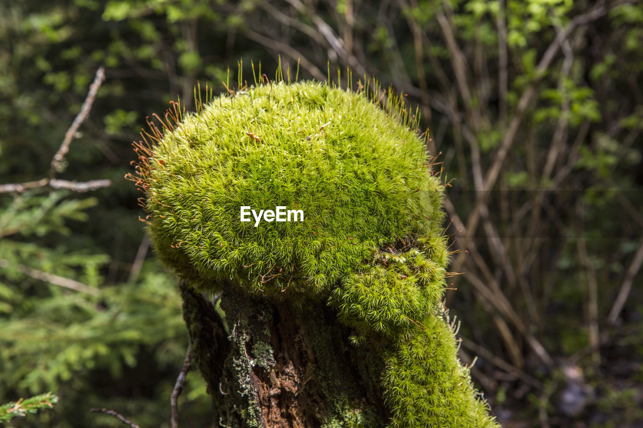 CLOSE-UP OF CACTUS GROWING OUTDOORS