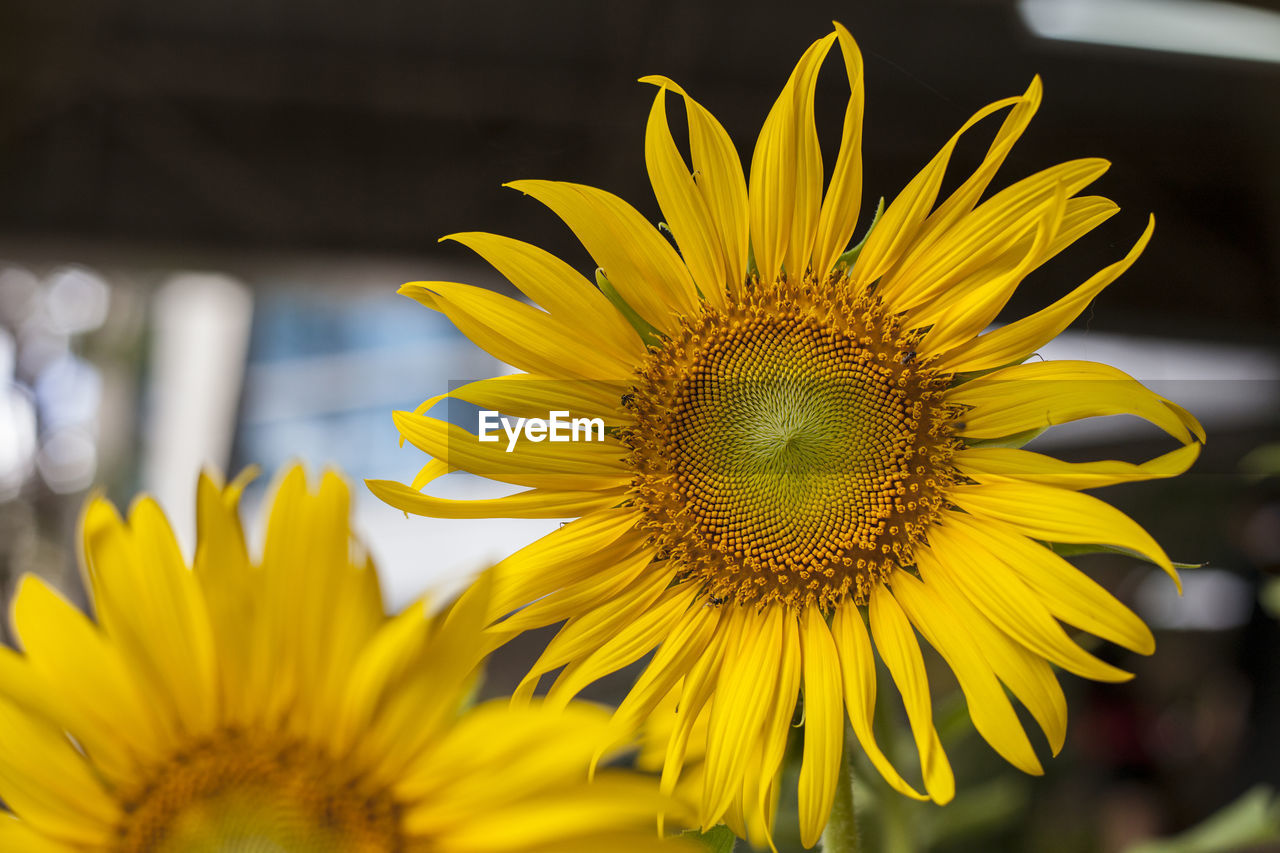 Close-up of sunflower