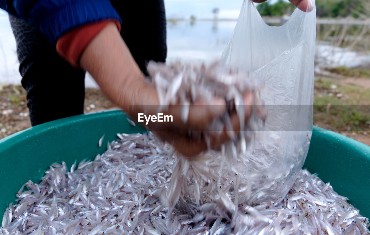 Cropped image of fisherman hand pouring spratts in plastic bag from container